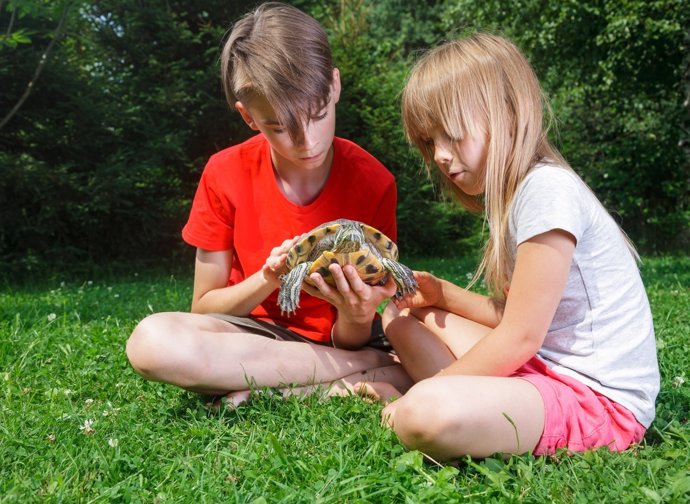Reptiles y anfibios, mascotas poco recomendadas para los niños.