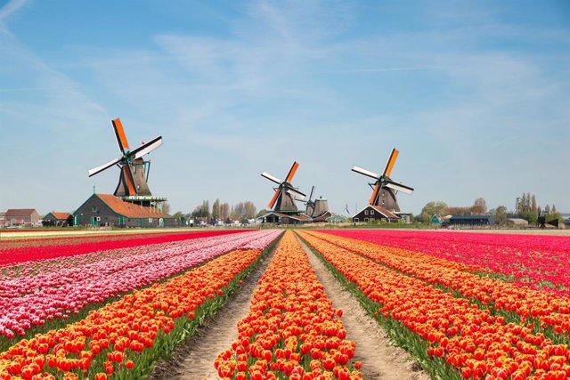 Archivo - Molinos y tulipanes en Holanda durante la primavera